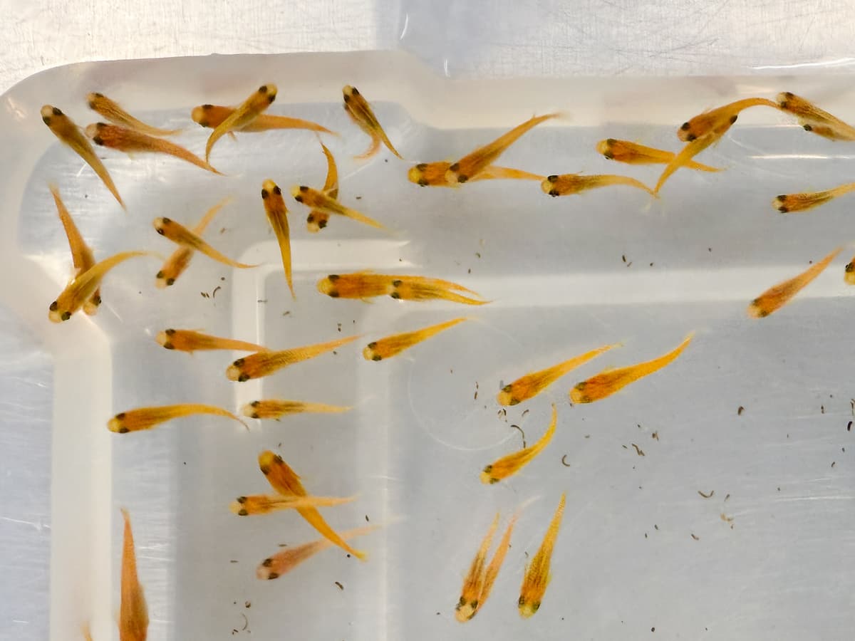Orange Ricefish Medaka Rice Fish – Orange | Plecos Plus